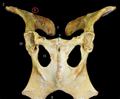 Medicina Veterinária Práticas em Laboratório de Anatomia Osteologia