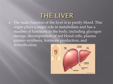 Ppt The Digestive System Powerpoint Presentation Free Download Id