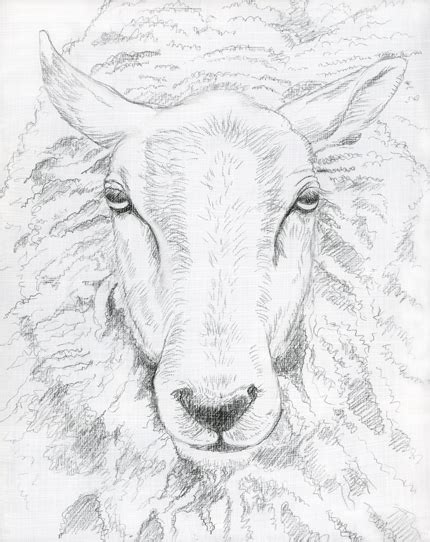 Cartoon Sheep Face Drawing - bmp-hotenanny