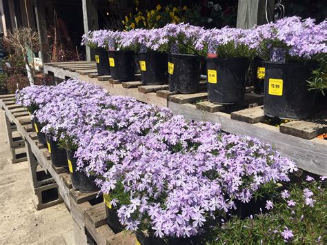 Creeping Phlox is Ready for Planting - Hook's Greenhouse