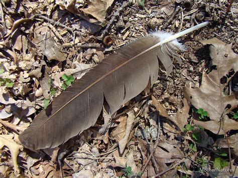 "Turkey Vulture Feather - Cathartes aura" by MotherNature | Redbubble