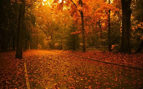 Wallpaper Sunlight Trees Landscape Forest Fall Leaves Nature