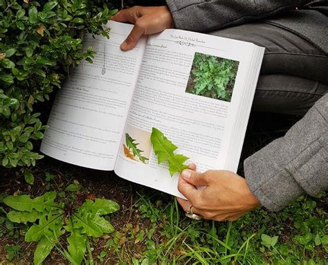 Das Verlorene Buch Der Kr Uterheilmittel Healing Plants Medicinal