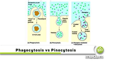 Phagocytosis And Pinocytosis Are The Primary Types Of Endocytosis A