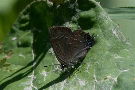 Hickory Hairstreak From Sullivan County PA USA On July 5 2023 At 11