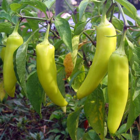 Sweet Banana Pepper Seeds - 4 oz - Non-GMO, Heirloom - Pointed Yellow Banana Peppers - Vegetable ...