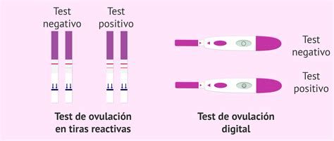 Test De Ovulación ¿cómo Es Su Funcionamiento Y Para Qué Sirven