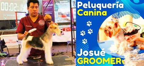 CURSO GRATIS 10 pasos para aprender peluquería canina y extras