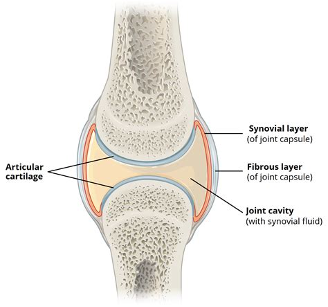 Structures of a Synovial Joint - Capsule - Ligaments - TeachMeAnatomy 