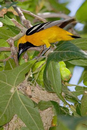 Hooded Oriole Pictures and Photos - Photography - Bird | Wildlife ...