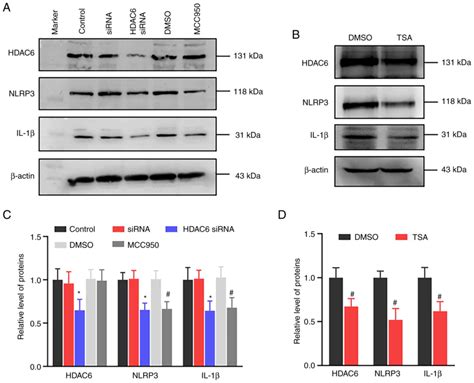 Inhibition Of Hdac Alleviates Cancerinduced Bone Pain By Reducing The