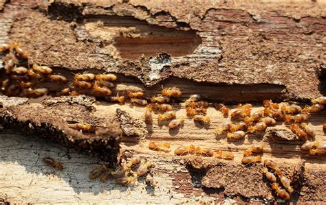 Northern California Termite Identification Guide Mendo Lake Termite