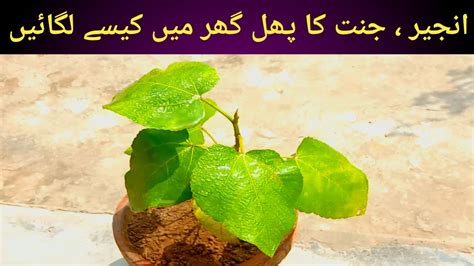 How To Grow Fig Plant In Pot Anjeer Plant Pot Me Kasy Lgay Youtube