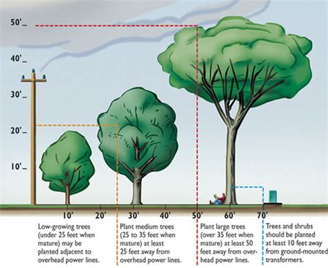 Tree Planting Services - New Day Arborist & Tree Services