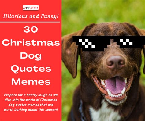 30 Funny Christmas Dog Quotes Memes to Bark About!