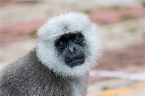 Leaf Monkey Langoor - Free photo on Pixabay - Pixabay