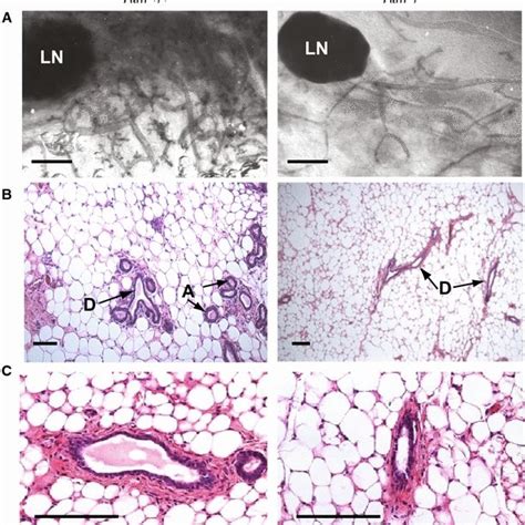 Atm Females Display Blunted Mammary Gland Development A Whole Mount