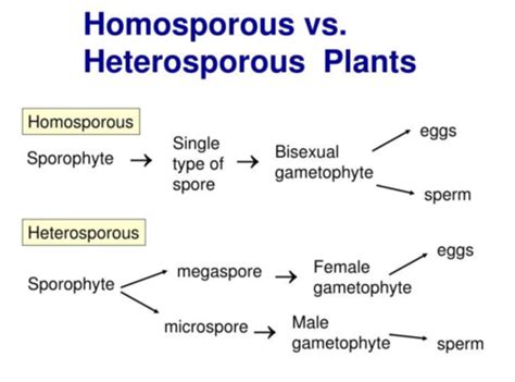 Exam 3 Review : Plants (Campbell) Flashcards | Quizlet