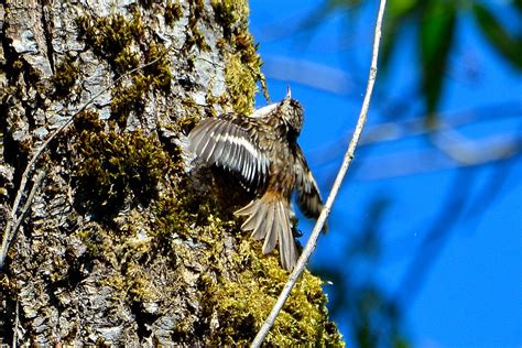 Brown Creeper Certhia Americana Jericho Vancouver The Flickr