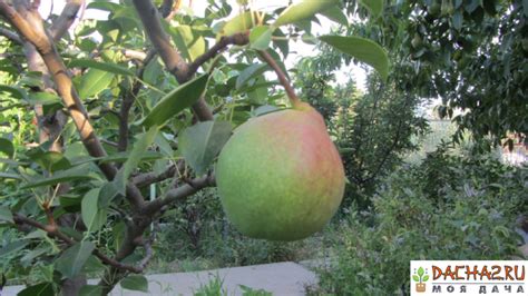 Фото плода груши на молодом саженце