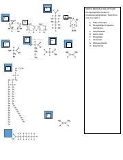 WEEK 2 HW Ch 5 Identify Macromolecules 1 Docx A MATCH IMAGES On The