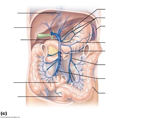 Bio 242 Chapter 19 Veins Of The Abdomen Diagram Quizlet