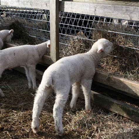 Sheep And Goat Feeder Panel