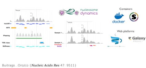 Nucleosome Dynamics: a new tool for the dynamic analysis of nucleosome ...