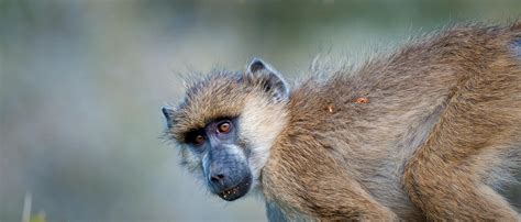 Baboon Facts! : r/BaboonHorrorshow