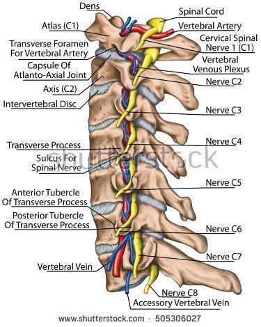 Cervical Spinal Nerves Diagram