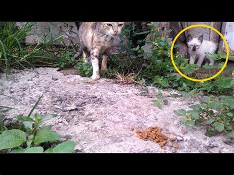 Feral Kitten And His Mom He Is Afraid Of Me YouTube