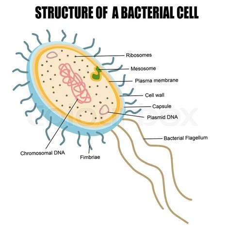 Structure of a bacterial cell, vector ... | Stock vector | Colourbox