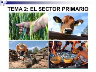 Tema El Sector Primario Ppt