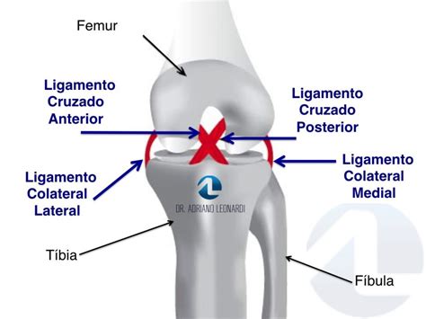 O Que Ligamento Cruzado Anterior Lca Especialista Do Joelho