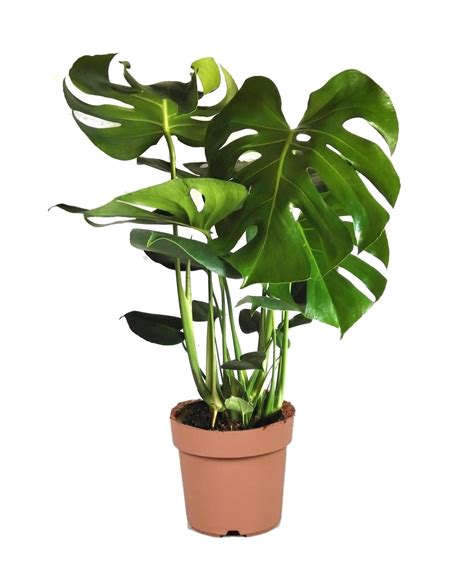 Plant In A Box Monstera Deliciosa Pianta Forata Vaso Cm