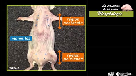 La Dissection De La Souris Morphologie 1 Sur 7 YouTube