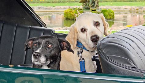 Cómo llevar al perro o mascota en el coche Curiosoando