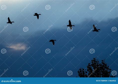 Silhouetted Ducks Flying in the Sunset Sky Stock Photo - Image of north ...