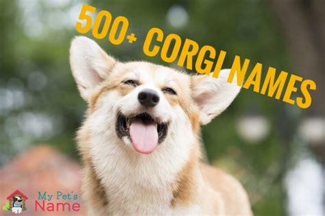 Corgi Names: 500+ Cute, Royal & Funny Names | My Pet's Name