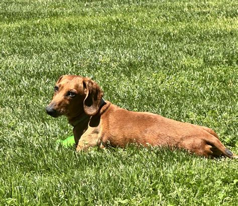 Schroeder Tennessee Dachshund Rescue