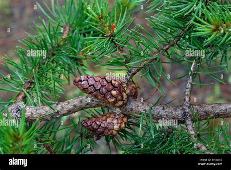 Developing Jack Pine Cones Pinus Banksiana Northern Michigan Usa Stock