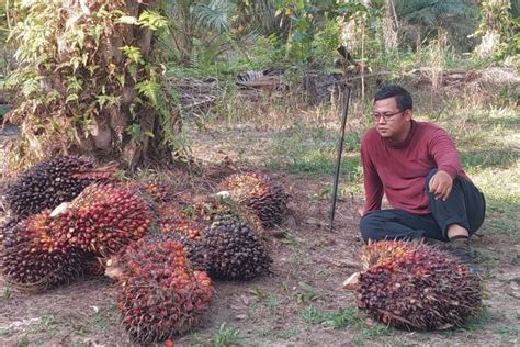 Harga Tbs Sawit Di Riau Turun Kantor Berita Sawit