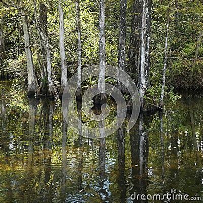 Wetland In Florida Everglades. Royalty Free Stock Photography - Image: 2046507