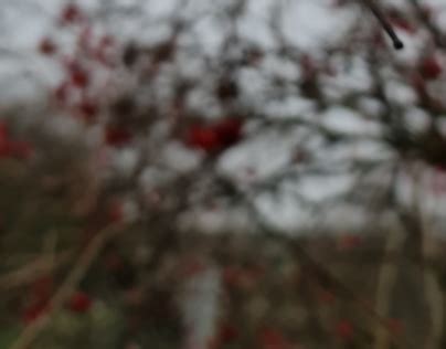 Грона Калини Калина Projects :: Photos, videos, logos, illustrations ...