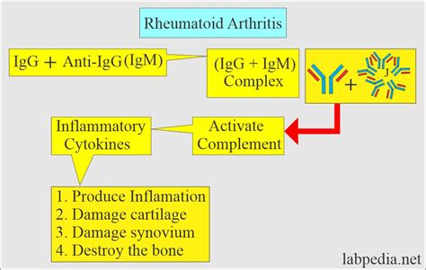 Rheumatoid Factor Rf Rheumatoid Arthritis Ra Factor