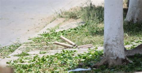 Balean A Jardinero Cuando Podaba Un Rbol En Las Arboledas De Le N