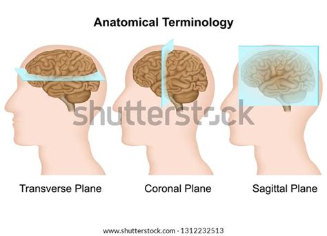 1,480 Transverse Section Images, Stock Photos & Vectors | Shutterstock