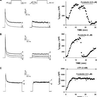 Btrek Inhibition By Forskolin Is Atp Dependent Whole Cell K