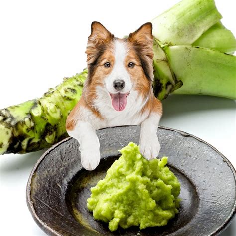 Tripe For Dogs: Types, Benefits, and Feeding Guide | Bone Appetreat