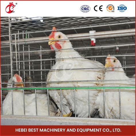 Bestchickencage China Galvanized Chicken Cage Supplier A Frame